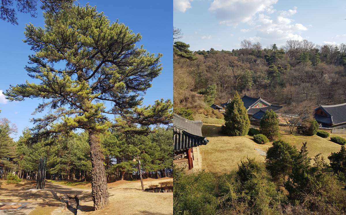 충주 탄금대공원 - 소나무숲의 추천 산책로