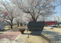 음성 벚꽃 명소 – 응천십리벚꽃길 방문기